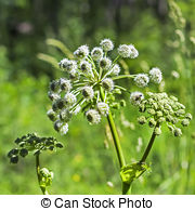 Stock Photography of Wild angelica (Angelica sylvestris) plant in.