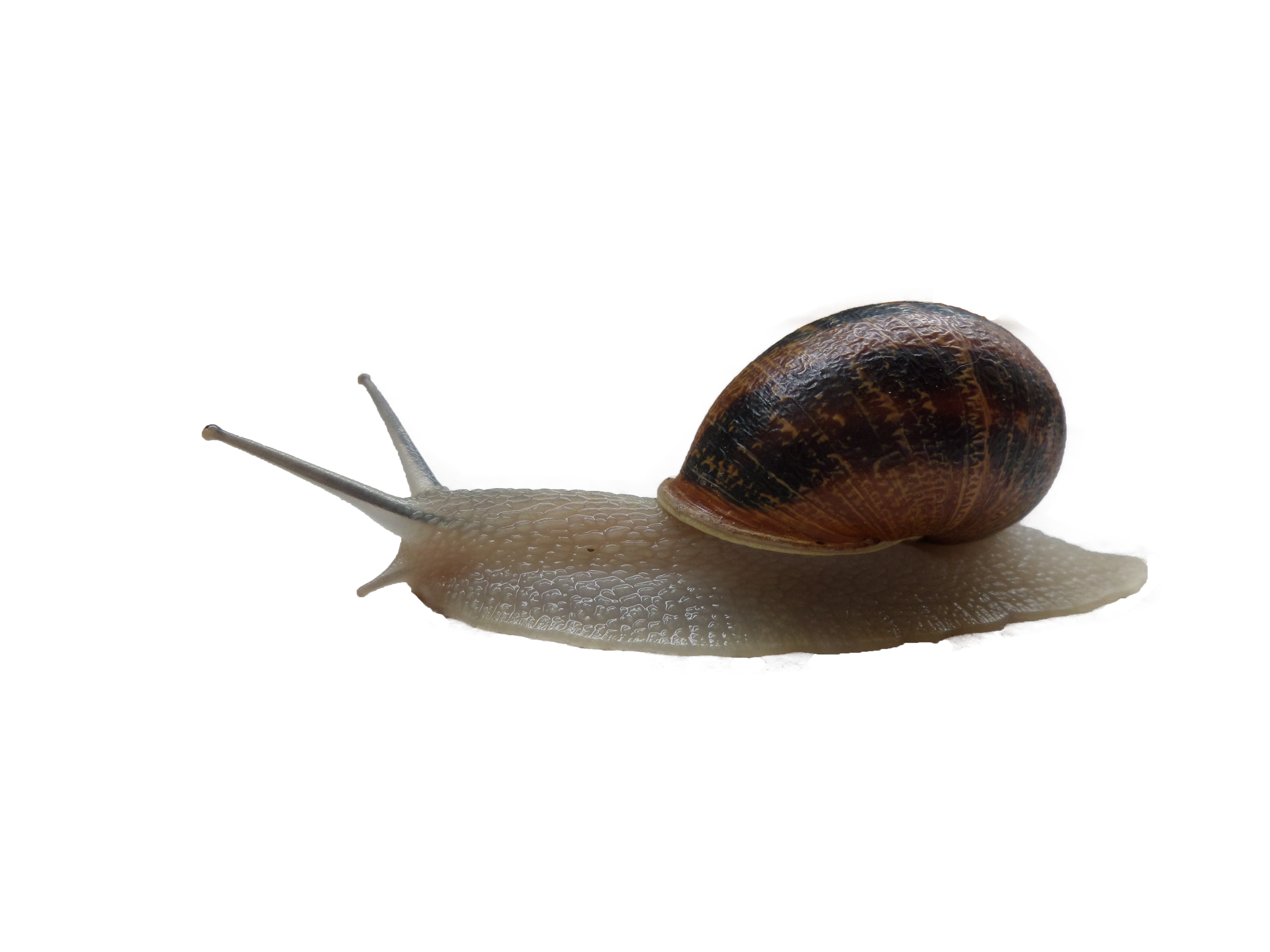 Snails PNG images free download, snail PNG.