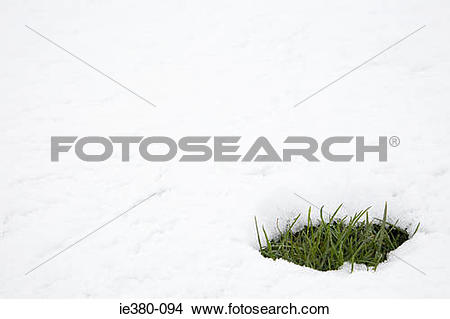 Stock Photo of Patch of grass in thawing snow ie380.