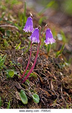 Soldanella Pusilla.