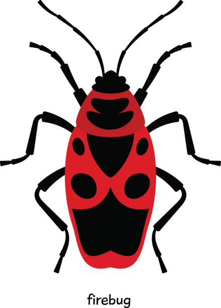 Soldier Beetle Clip Art, Vector Images & Illustrations.