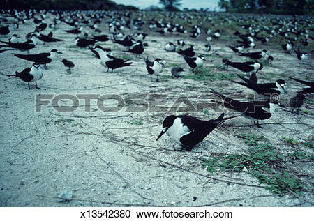 Stock Photography of Flock of sooty terns (Sterna fuscata nubilosa.