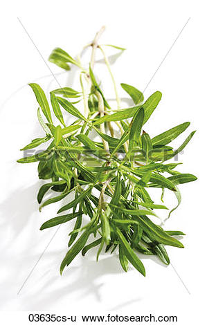 Stock Images of Savory (Satureja hortensis), close.