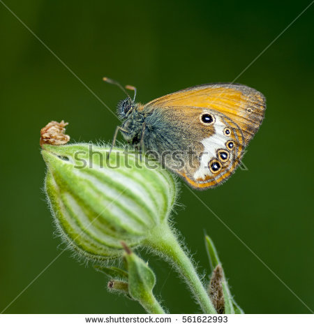 Nymphalid Butterfly Stock Photos, Royalty.