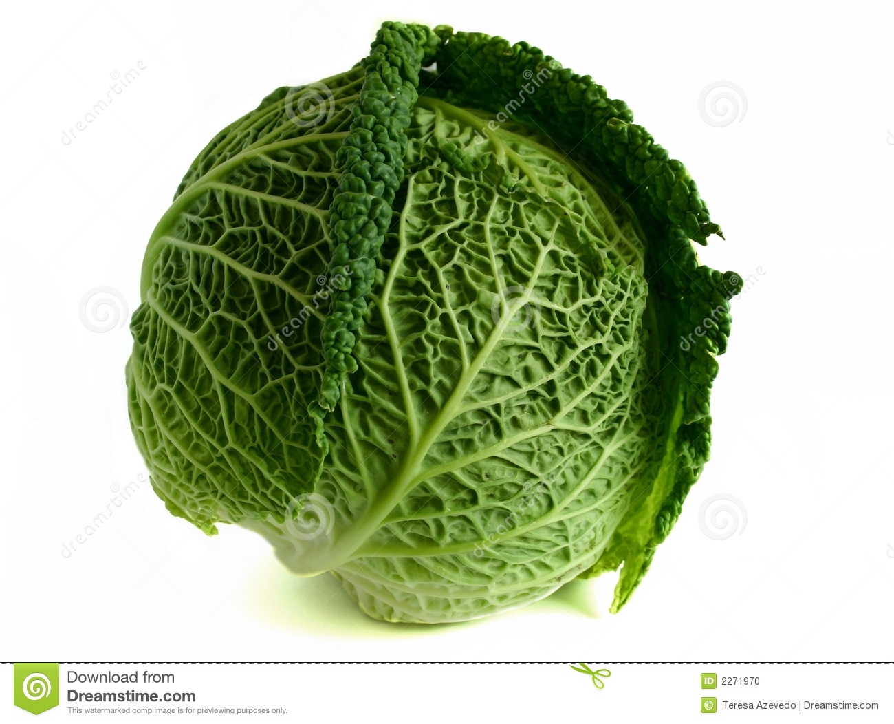 Savoy Cabbage Stock Photo.