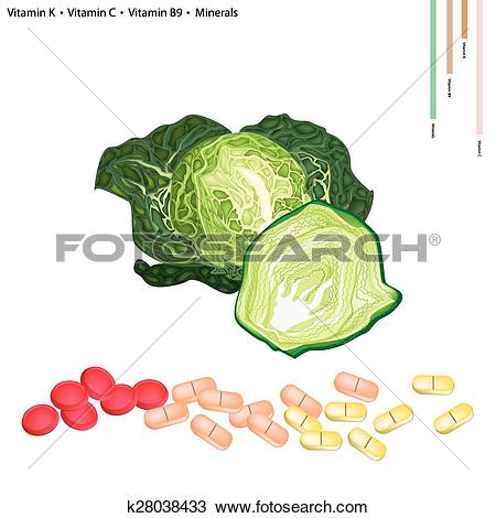 Clipart of Savoy Cabbage with Vitamin K, C and B9 k28038433.