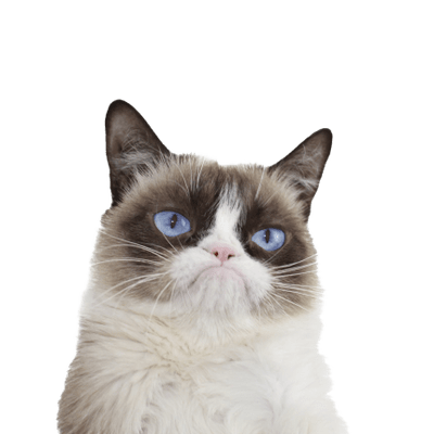 Grumpy Cat transparent PNG images.