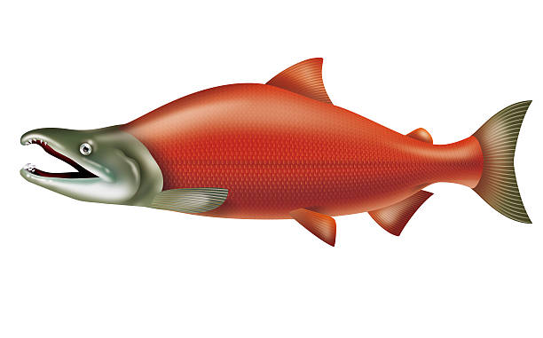 Salmon Clipart.