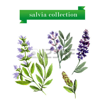 222 Salvia Stock Illustrations, Cliparts And Royalty Free Salvia.