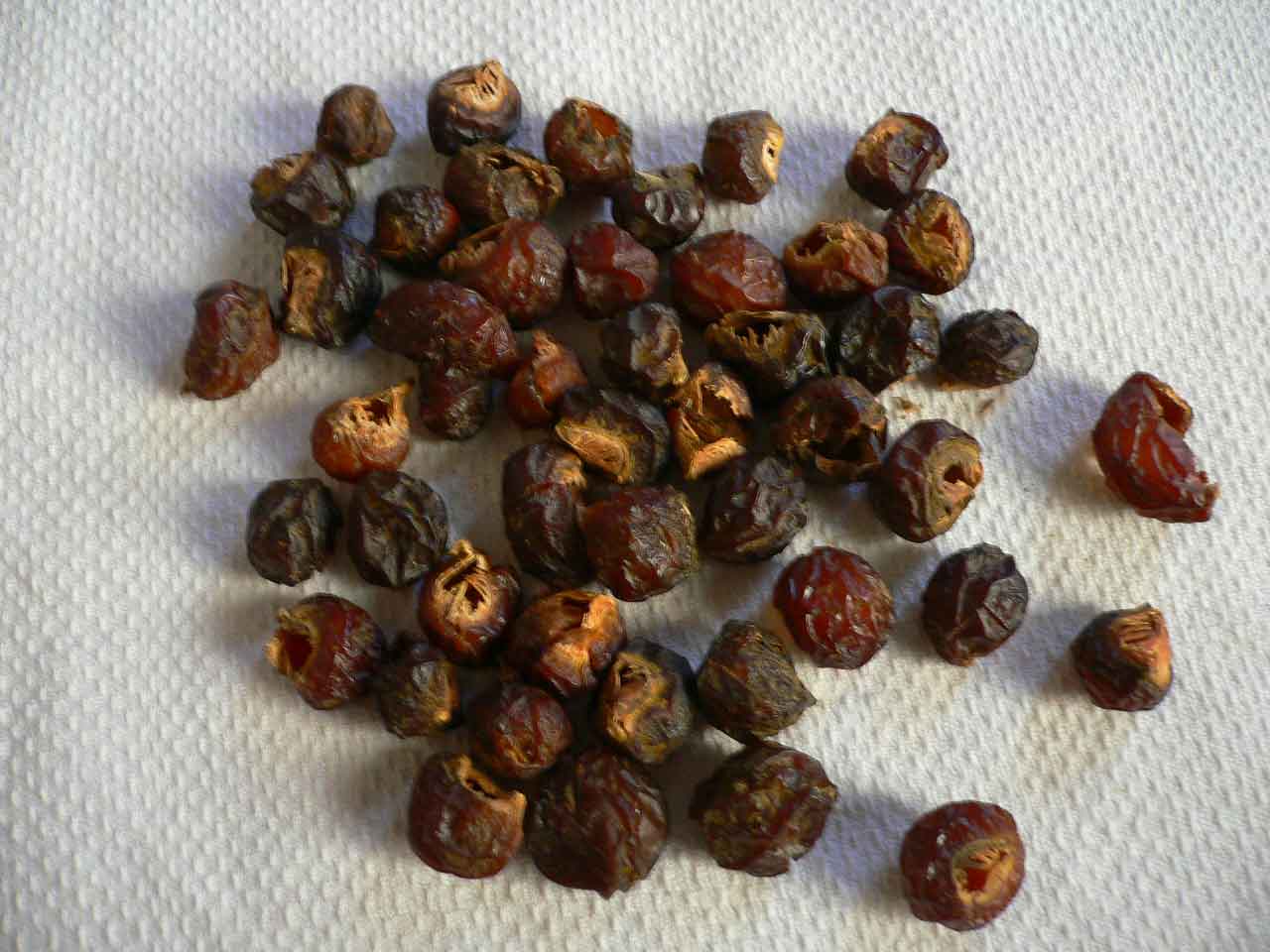 BUY DIRECT Soapnut, Soapnuts, Soap nut, Exporter, Manufacturer.