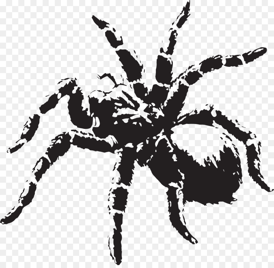 Spiders Cartoon clipart.