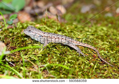 Fence Lizard Sceloporus Undulatus Shawnee National Stock Photo.