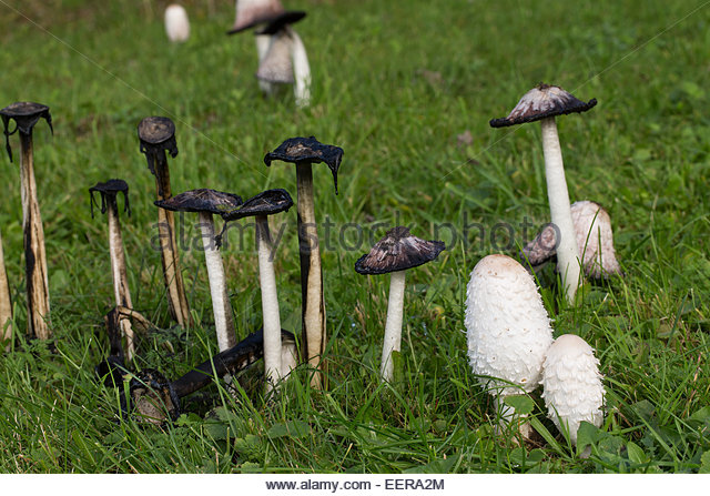 Shaggy Mane Stock Photos & Shaggy Mane Stock Images.