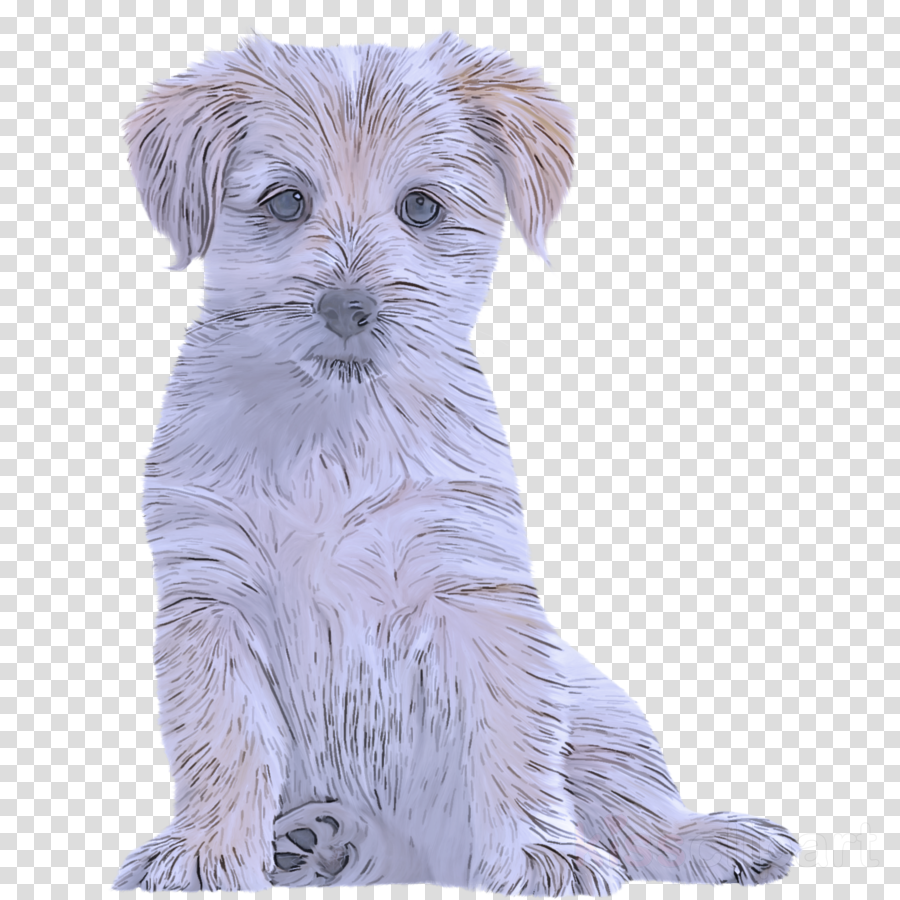 dog dog breed companion dog puppy schnoodle clipart.