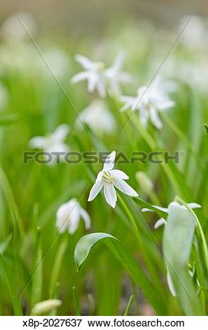 Picture of Siberian squill (Scilla siberica 'Alba'). x8p.