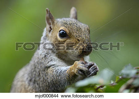 Stock Photo of Grey squirrel, Sciurus carolinensis, eating.