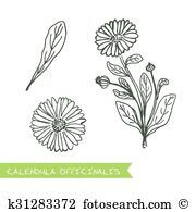 Scottish marigold Clip Art Illustrations. 4 scottish marigold.