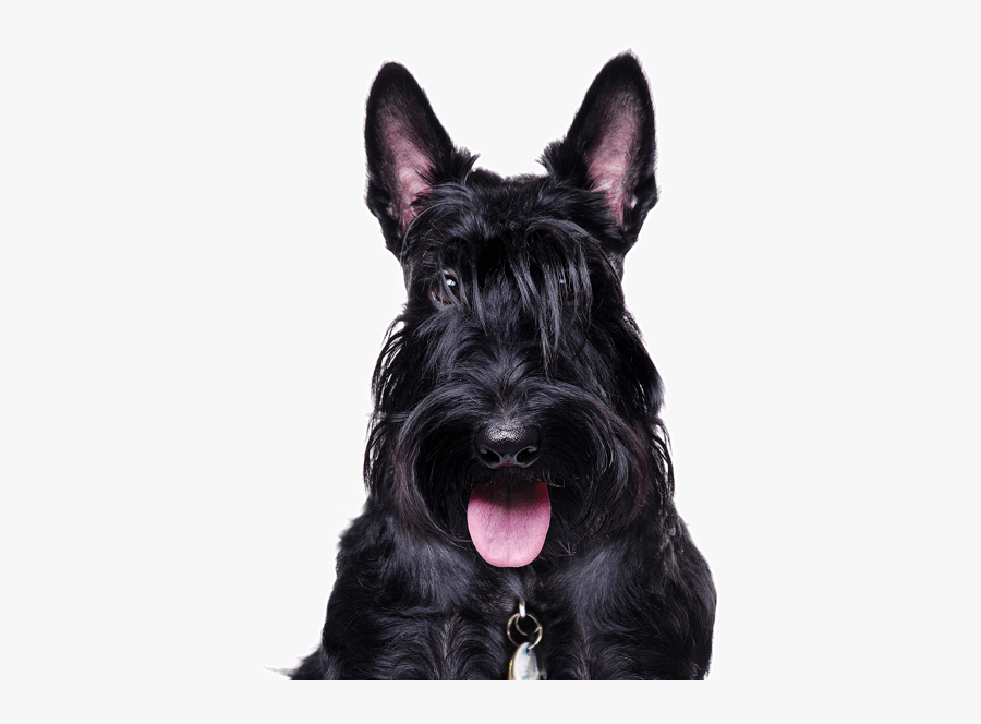 Clip Art Black Terrier Mix.