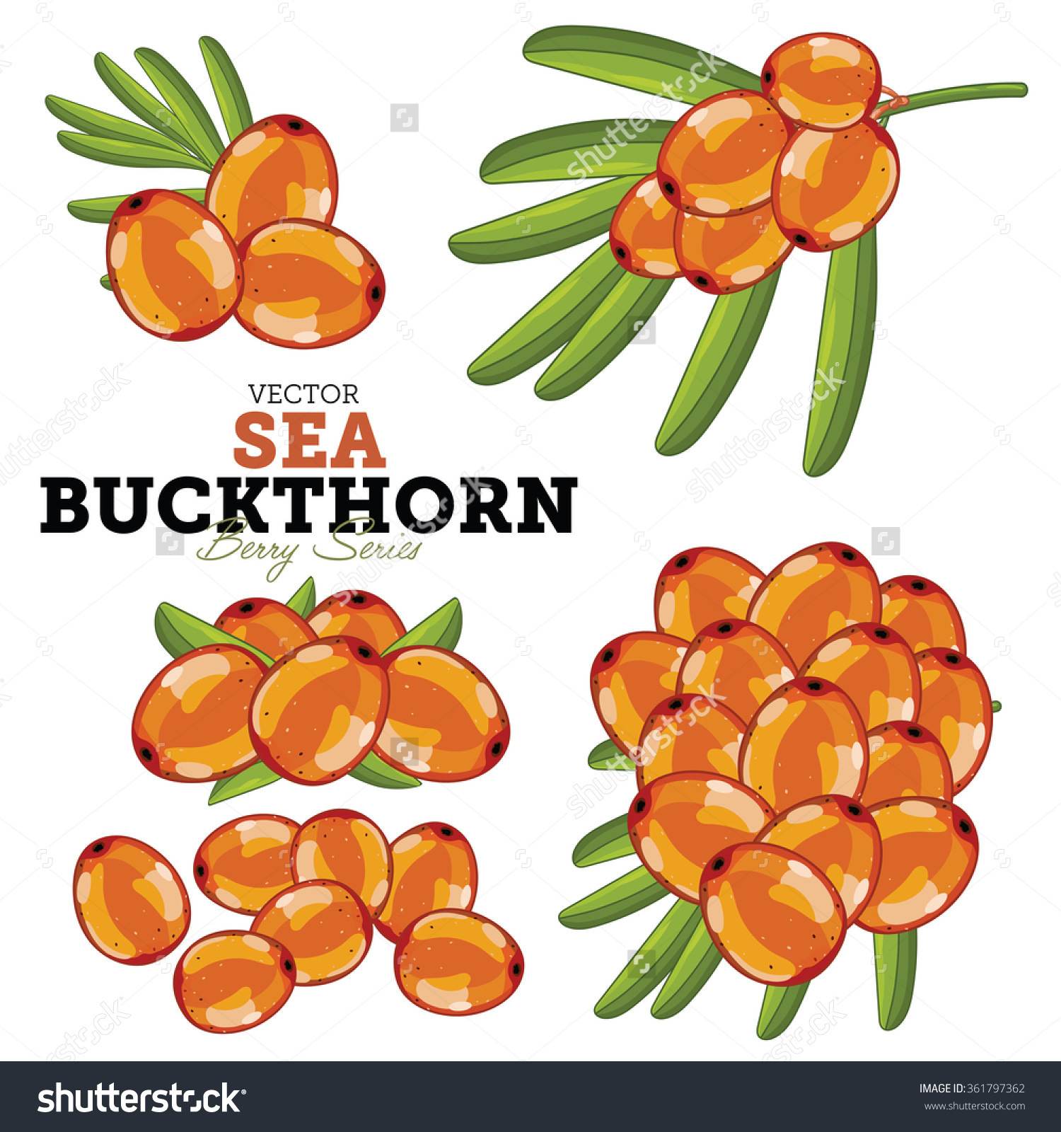 Sea Buckthorn Vector Isolated On White Stock Vector 361797362.