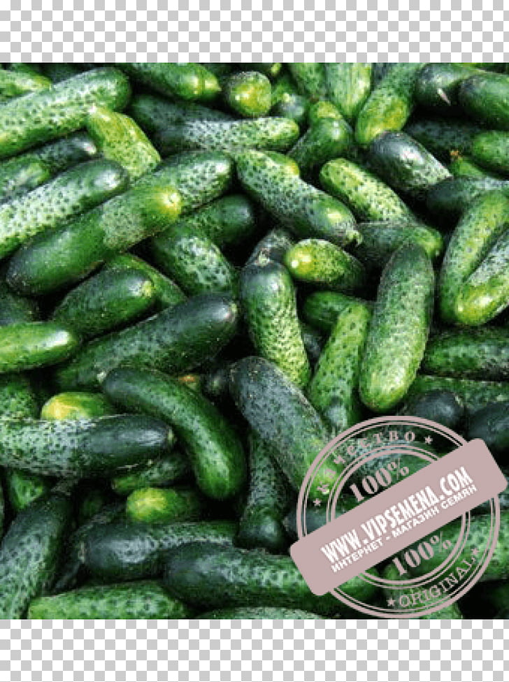 Seed Cucumber Price Rijk Zwaan Artikel, cucumber PNG clipart.