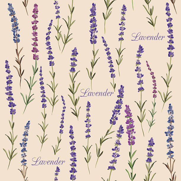 Sea Lavender Clip Art, Vector Images & Illustrations.