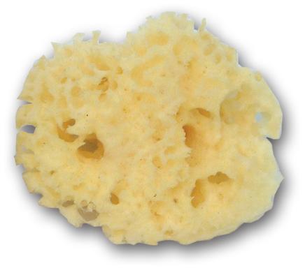 Sea Sponge Clipart.