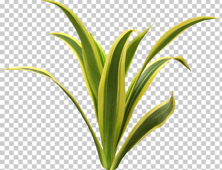 Seagrass Aquatic Plants Green PNG, Clipart, Aquatic Plants.