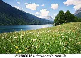 Blume wiese alpenpanorama Stock Fotos und Bilder 4.418 blume wiese.