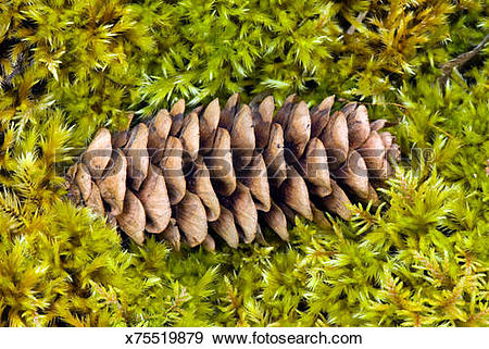 Stock Photograph of Closeup of fallen Black Spruce seed cone on.