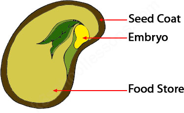 Germination.