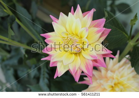 Cactus Dahlia Stock Images, Royalty.