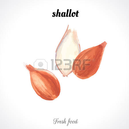 505 Shallot Cliparts, Stock Vector And Royalty Free Shallot.