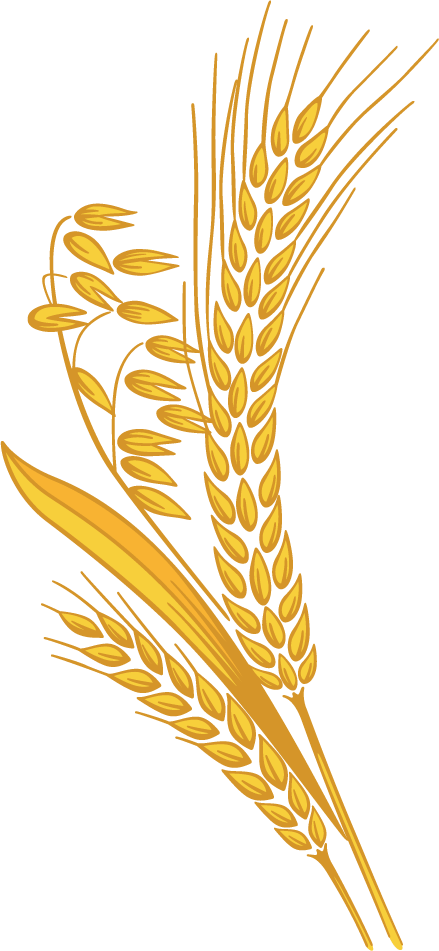 Corn clipart sheaf, Corn sheaf Transparent FREE for download.