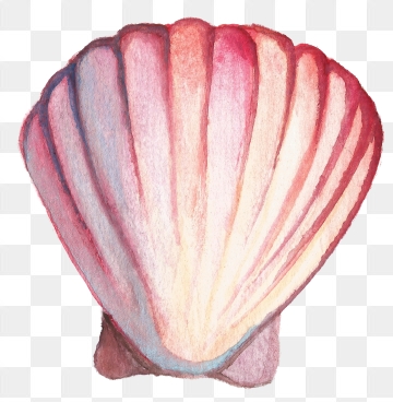 Shell Png, Vector, PSD, and Clipart With Transparent.