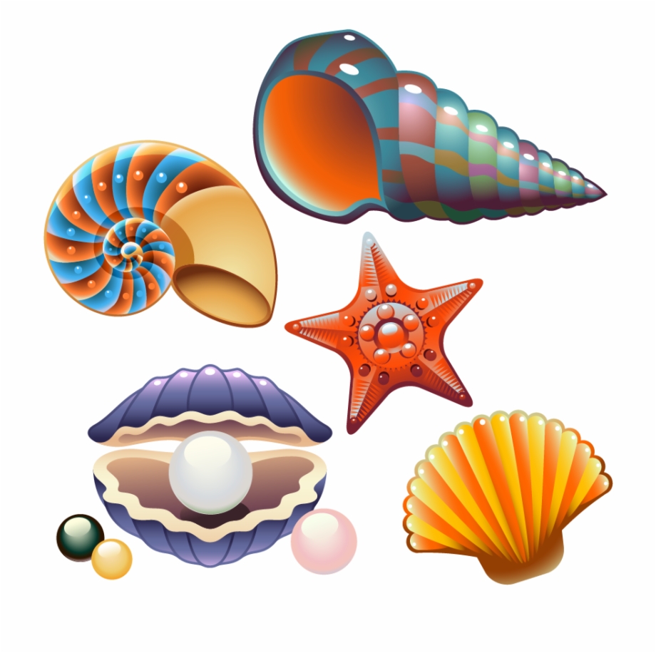 Clam Seashell Nautilidae Clip Art.