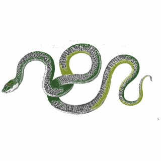 Snake Cartoon PNG Images.