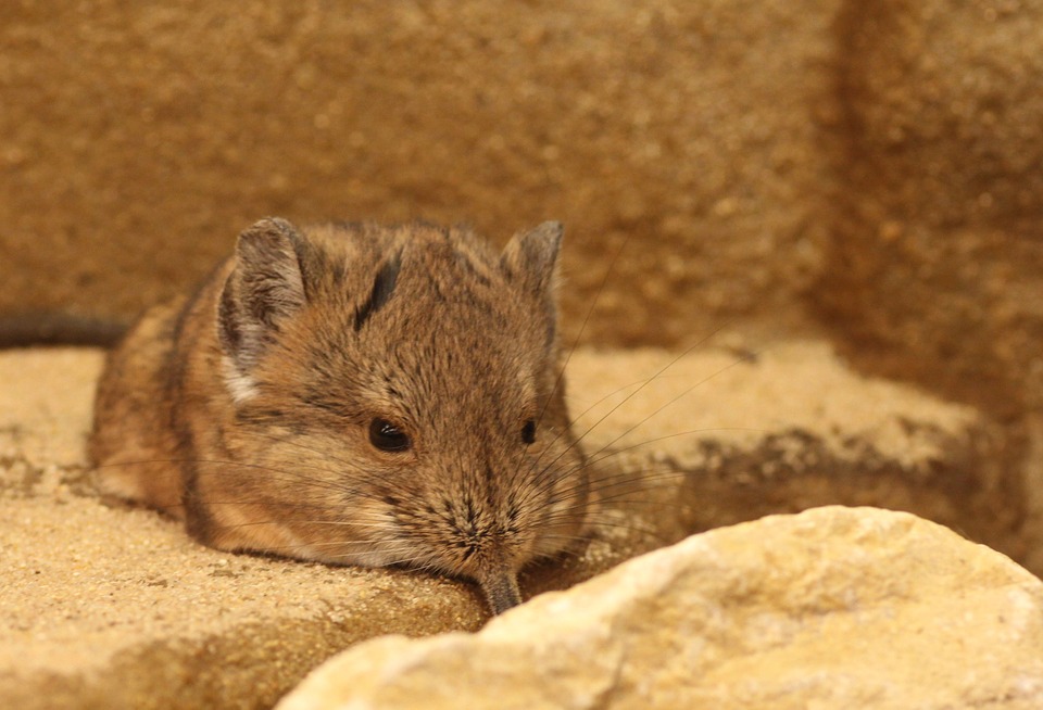 Free photo Elephant Shrews Short Proboscis Springer Ear Animal.