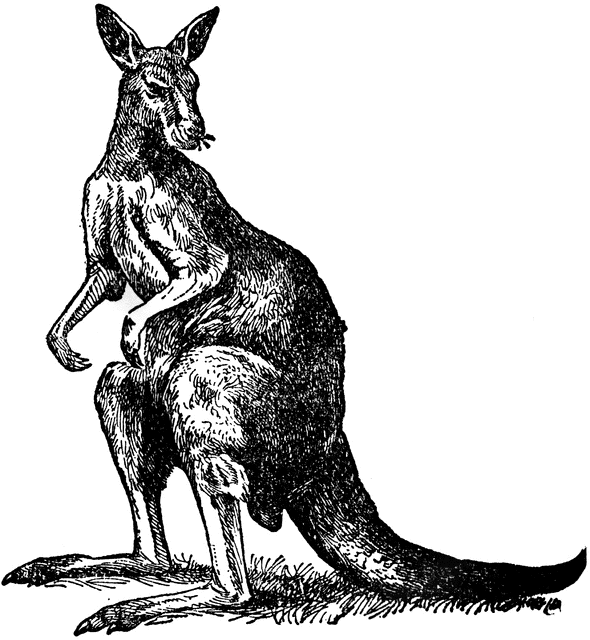 Kangaroo.