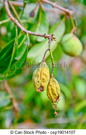 Stock Photography of shriveled Marian plum ; indicate has some.