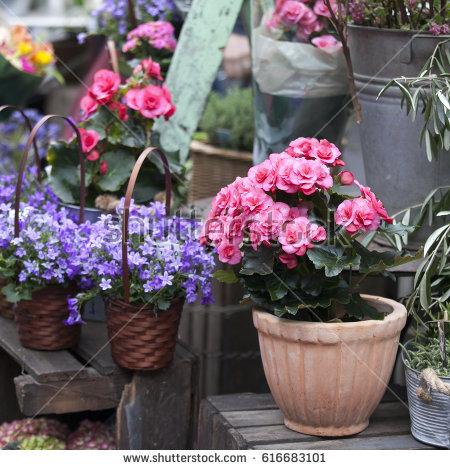 Begonia Decorative Pot Stock Images, Royalty.