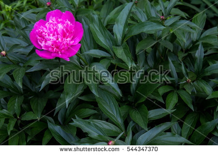 Herbaceous Peony Stock Photos, Royalty.