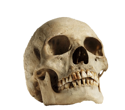 Human Skull Looking Up transparent PNG.