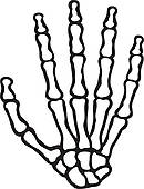 human skeleton hand.