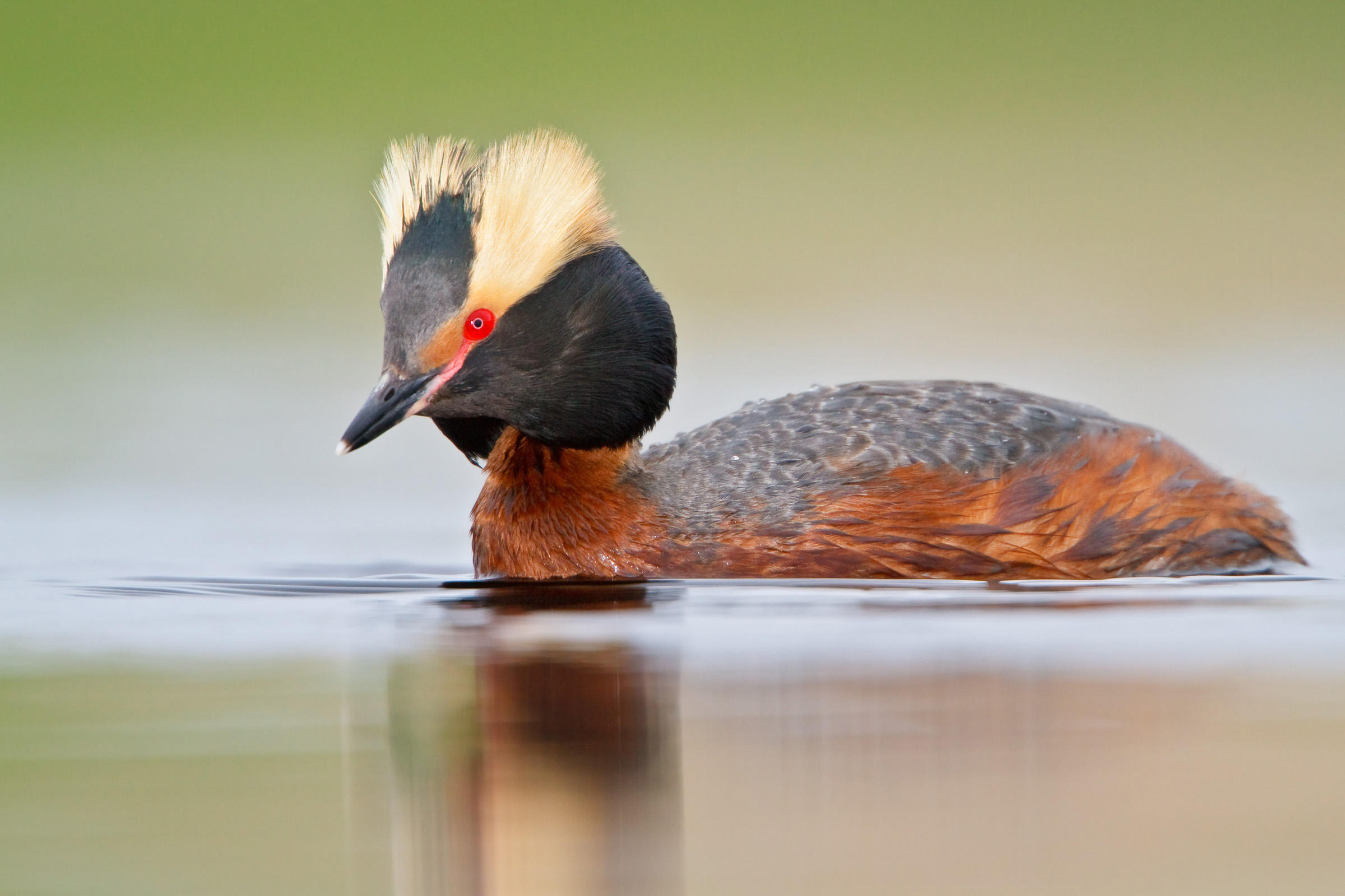 Horned Grebe.