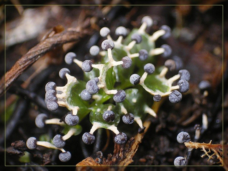 READ THIS! 2, Slime Molds.