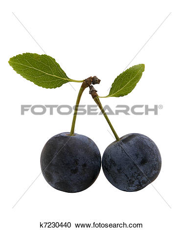 Stock Photography of berries of sloes with leaves k7230440.