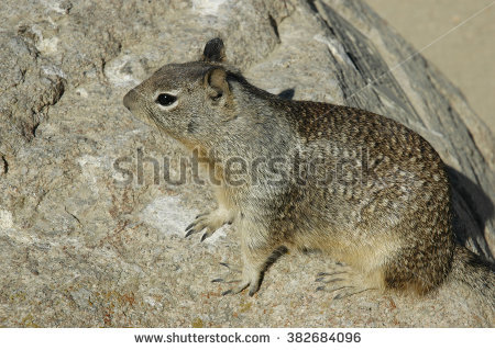 Spermophilus Beecheyi Stock Photos, Royalty.