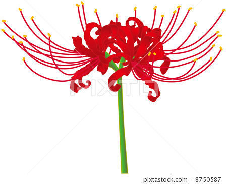 red spider lily, flower, blossoms.