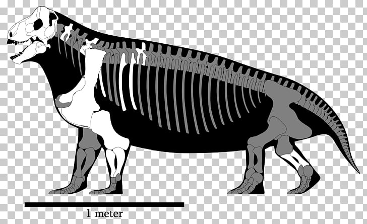 Spinosaurus Tyrannosaurus Megalosaurus Ceratosaurus.