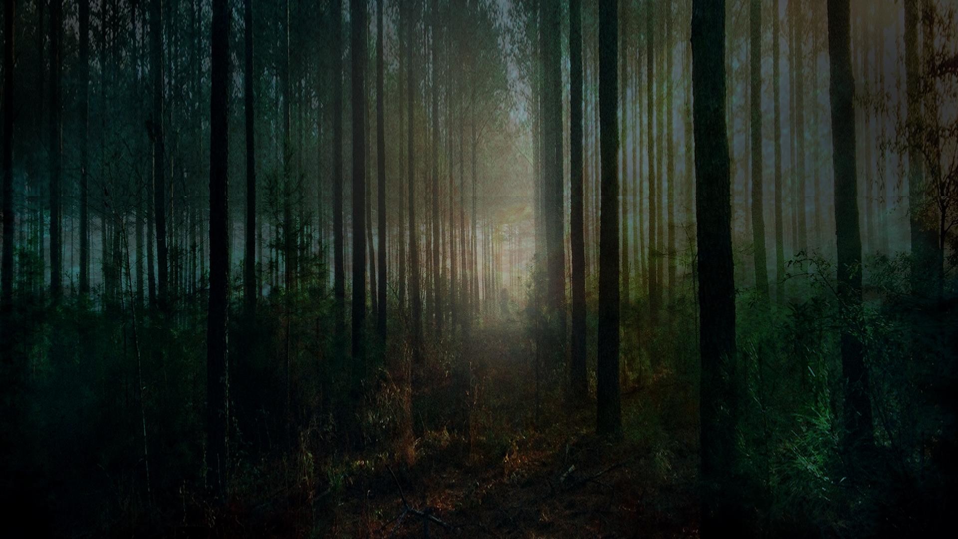 68+ Spooky Forest Wallpapers on WallpaperPlay.